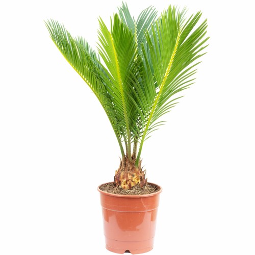 Palmfarn wedel cycas - palmfarn,