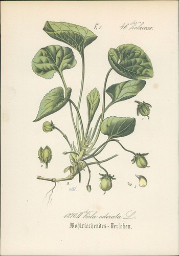 Chromolithographie - ,