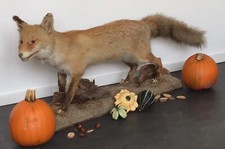 Fuchs auf Holzbrett Rotfuchs