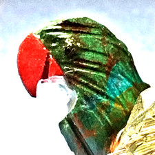 Papagei aus blau-grünen