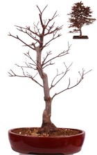Bonsai - Acer palmatum
