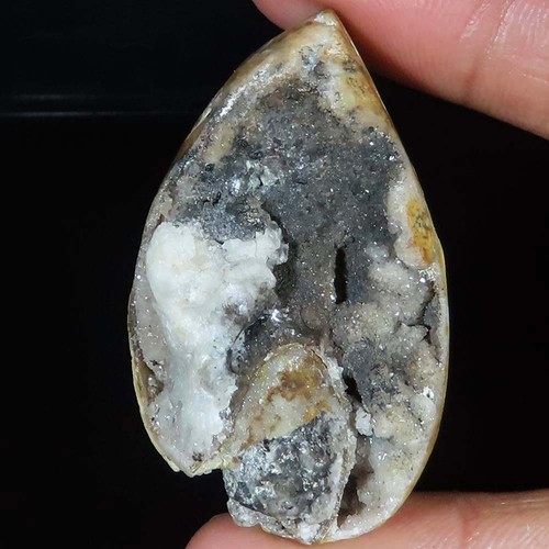 Natürlich fossil schnecke - natürlich,
