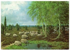 Bernhard de Bruycker - Heidschnucken Lüneburger Heide / gelaufen