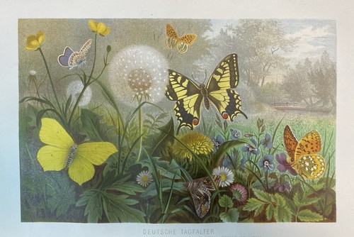 Originalgrafik fauna - originalgrafik,