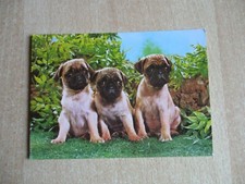 Postkarte mit 3 deutschen Boxerwelpen