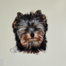 Yorkshire Terrier  Aufkleber