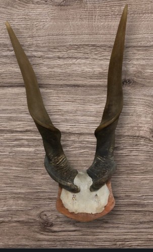Eland hornlänge cm - ,