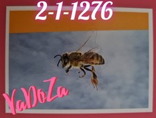 Abenteuer  Tierwelt  - Biene -