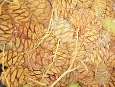 25 Mammutbaum Zapfen