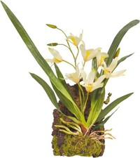 B-Ware Lucky Reptile