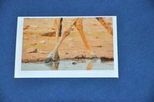 REWE ABENTEUER TIERWELT Nr