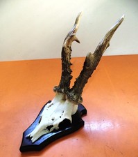 Rehbock Gehörn Geweih Stark 400Gr Reh Hirsch Geweih Jagd Deko