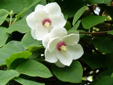Sommer-Magnolie Magnolia