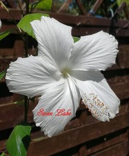 Hibiskus, Hibiscus rosa sinensis " Swan Lake "
