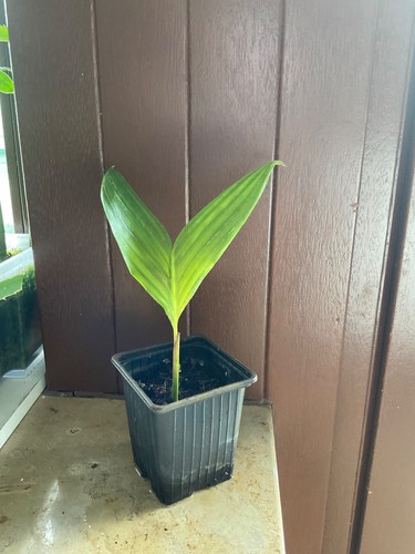 Salak palme exotisch pflanze - salak,