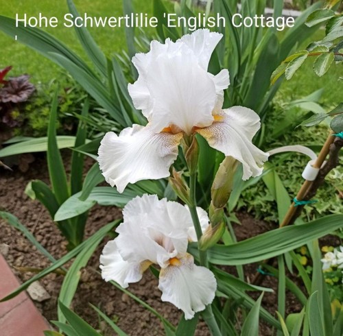 Iris english cottage - 2x,