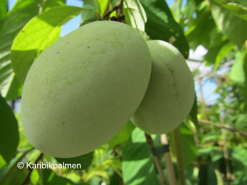 Asimina triloba marshmallow - asimina,