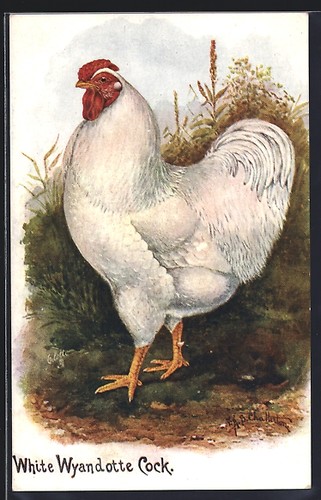 Künstler white wyandotte - künstler-ak,