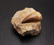 Echter Dinosaurierzahn