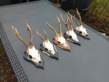 5 Jagdtrophäen, Rehgeweihe