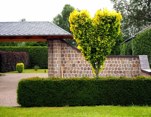Goldulme ulme ulmus - -,