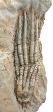 Karbon  Parascytalocrinus validus  Seelilie  Crinoidea  Indiana  USA  1-11