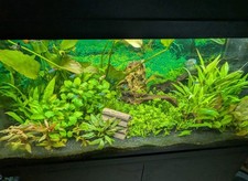 Dehner Aquarium Starterset