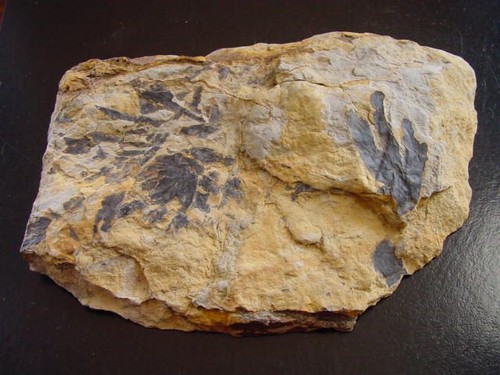 Ginkgo huttoni fossil cm - ginkgo, 13,3