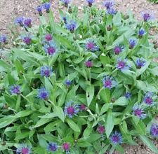 BERG-FLOCKENBLUME 50 Samen Centaurea montana Wildstaude Mehrjährig Bienenweide 
