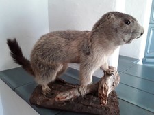 Präparat/Ausgestopft/Murmelti