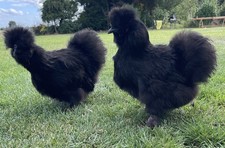 10x (keine) Bruteier Zwerg