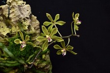 Phalaenopsis natmataungensis