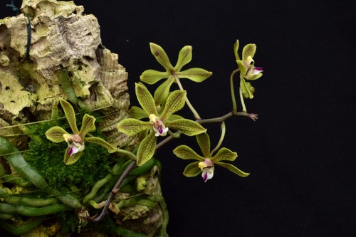 Phalaenopsis natmataungensis