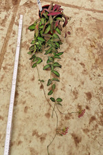 Hoya Rosita Wachsblume Nr 1