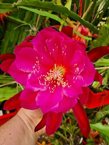 Epicactus crimsons giant - epicactus,