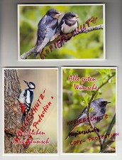 3 VOGEL Ansichtskarten