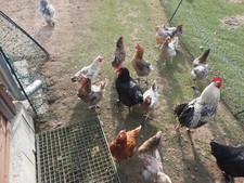 10 frische Eier Königsberger