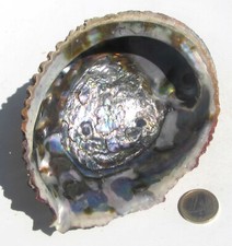 Große Abalone Muschel, Paua
