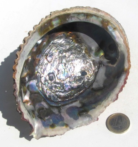 Große abalone muschel - muschel,, paua