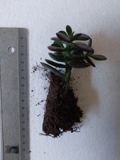 Crassula ovata 'Minor'