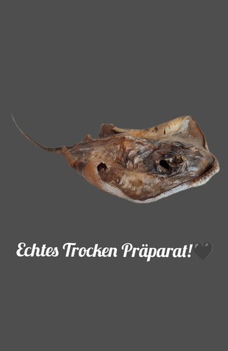 Trockenpräperat taxidermy - trockenpräperat,