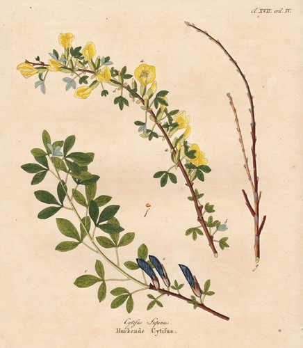 Cytisus supinus geißklee - cytisus,