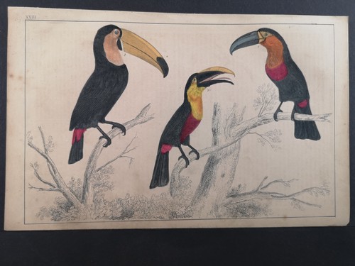 Altkolorierte lithographie von - altkolorierte,