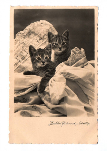 Katzen babys 1944 - katzen,