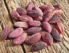 frische, echte Pistazie Samen, frosthart, aus Antep / Türkei, Jan. 2025