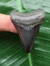 4,3 cm dunkler Zahn des