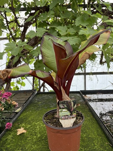 African breeze rote - african,