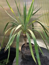🌴Yucca gloriosa 70cm