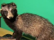  Halbwüchsiger Marderhund