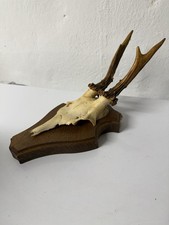 Rehbock Gehörn Rehgeweih Rehgehörn Geweih Rehkrone Trophäenbrett Trophäen